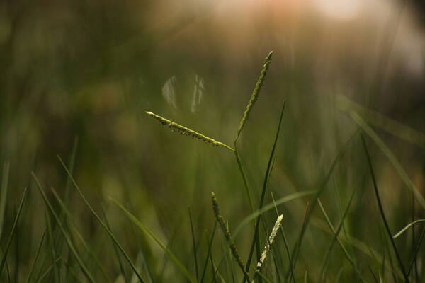 Paspalum vaginatum Inflorescence