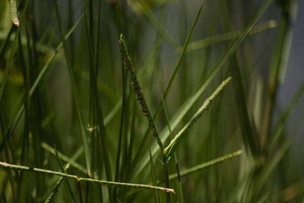 Paspalum vaginatum Inflorescence