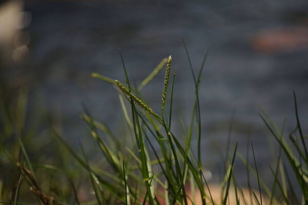 Paspalum vaginatum Inflorescence