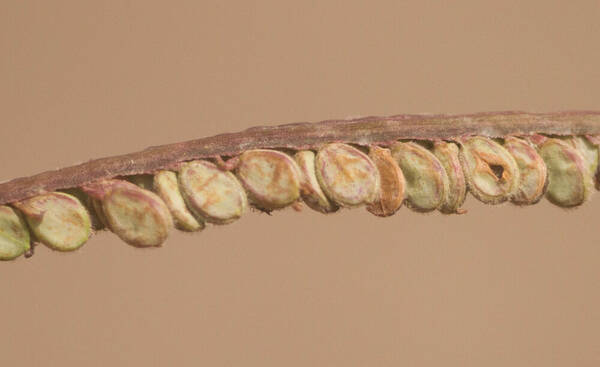 Paspalum virgatum Spikelets