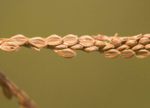 Paspalum virgatum Spikelets