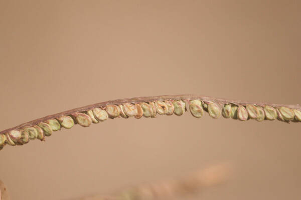 Paspalum virgatum Spikelets