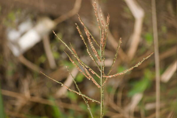 Paspalum virgatum Inflorescence