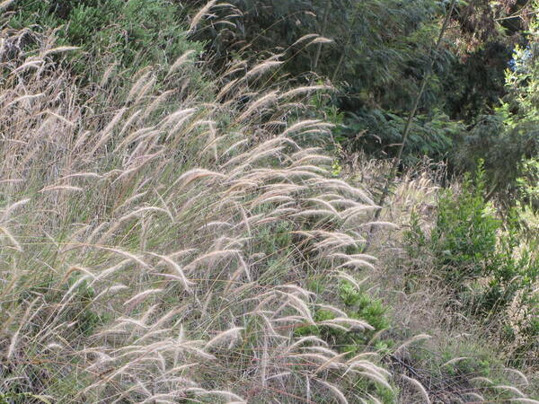 Pentapogon crinitus Habit