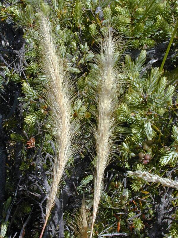 Pentapogon crinitus Inflorescence