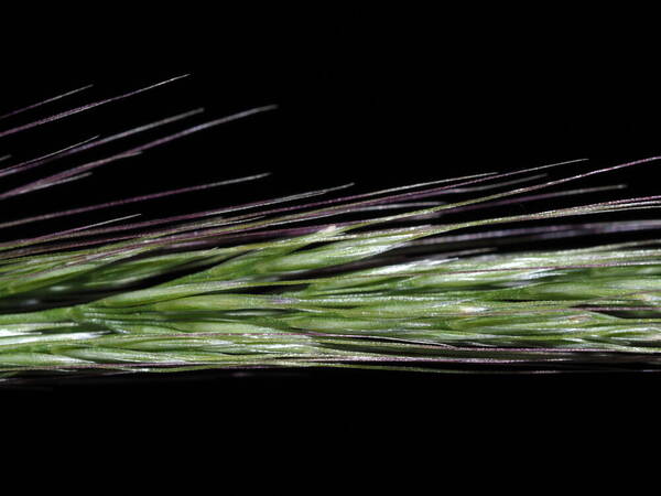 Pentapogon micranthus Spikelets