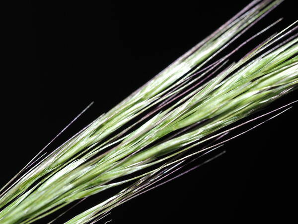 Pentapogon micranthus Spikelets