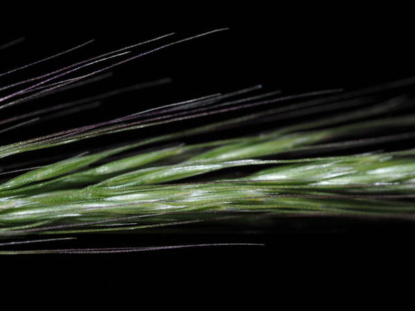 Pentapogon micranthus Spikelets