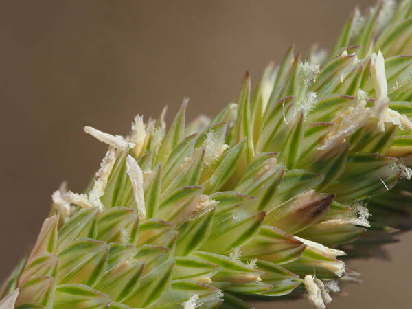 Phalaris aquatica Spikelets