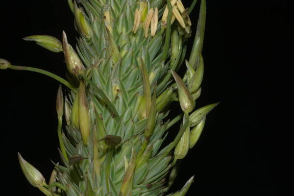 Phalaris aquatica Spikelets