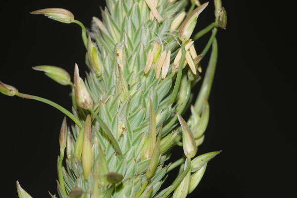 Phalaris aquatica Spikelets