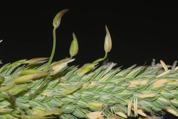 Phalaris aquatica Spikelets