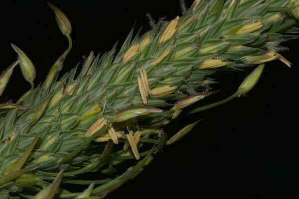 Phalaris aquatica Spikelets