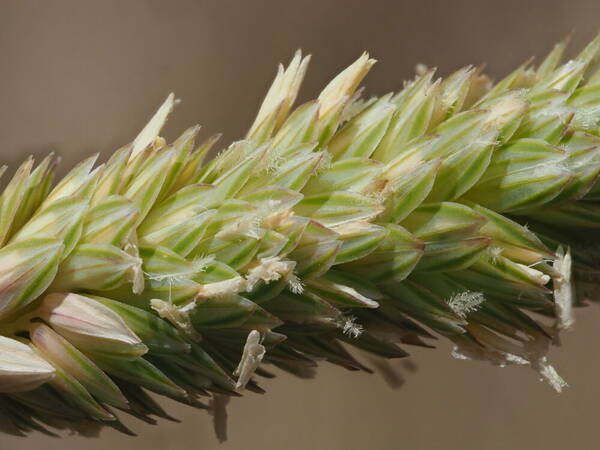 Phalaris aquatica Spikelets