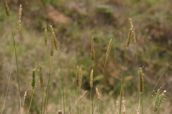 Phalaris aquatica Habit