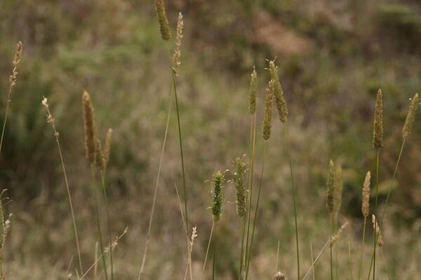 Phalaris aquatica Habit