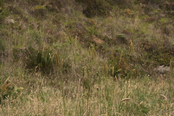 Phalaris aquatica Habit