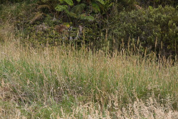 Phalaris aquatica Habit