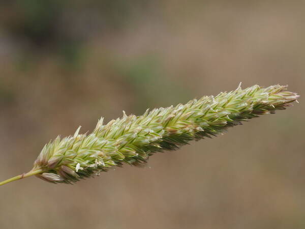 Phalaris aquatica Inflorescence