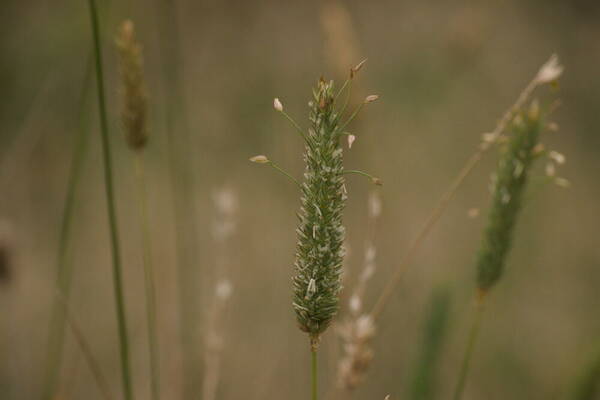 Phalaris aquatica Inflorescence