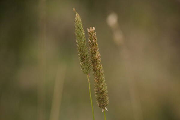 Phalaris aquatica Inflorescence