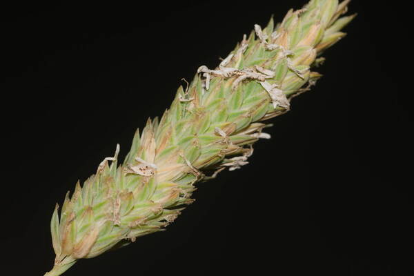 Phalaris aquatica Inflorescence