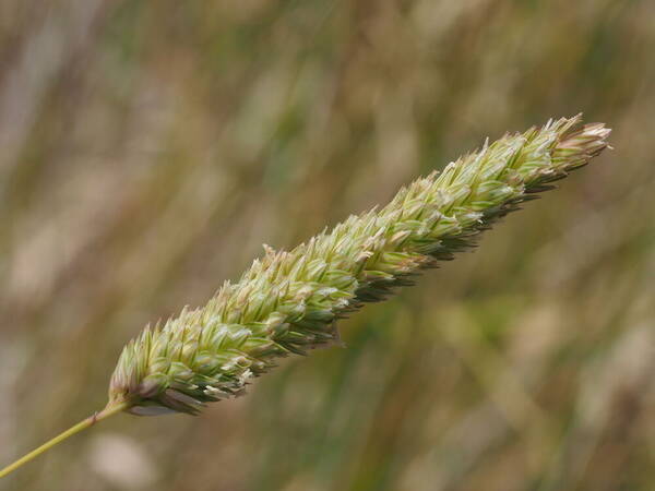 Phalaris aquatica Inflorescence