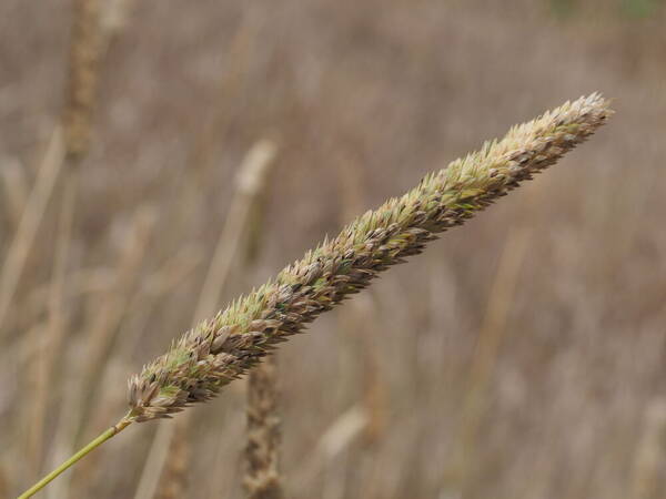 Phalaris aquatica Inflorescence