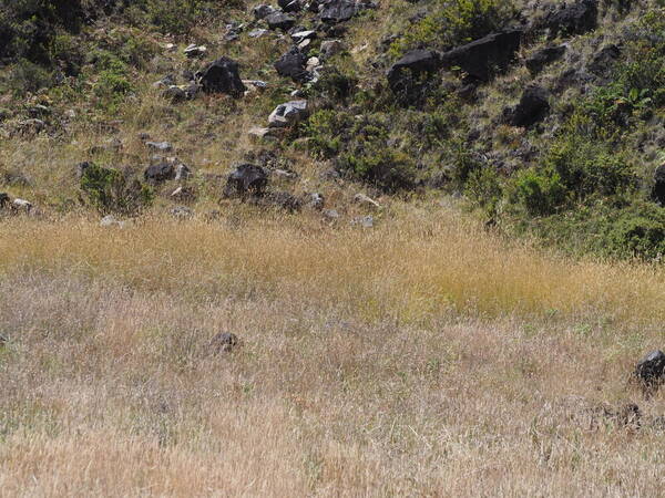 Phalaris aquatica Landscape