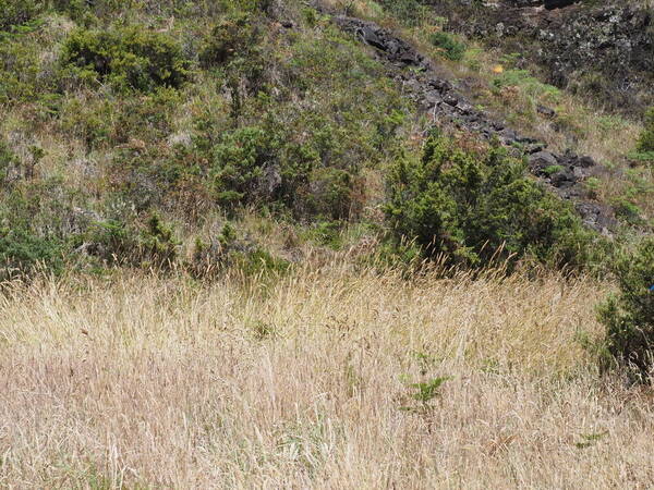 Phalaris aquatica Landscape