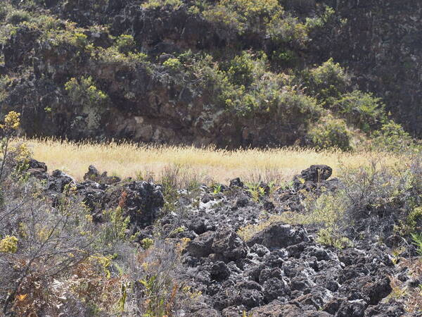 Phalaris aquatica Landscape