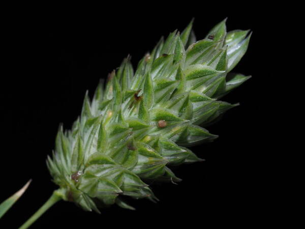 Phalaris canariensis Inflorescence