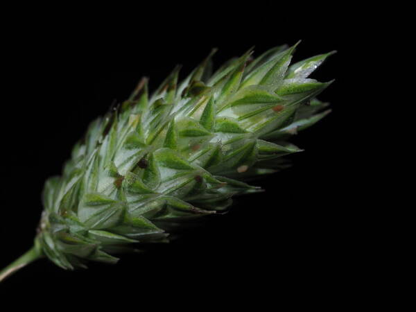 Phalaris canariensis Inflorescence