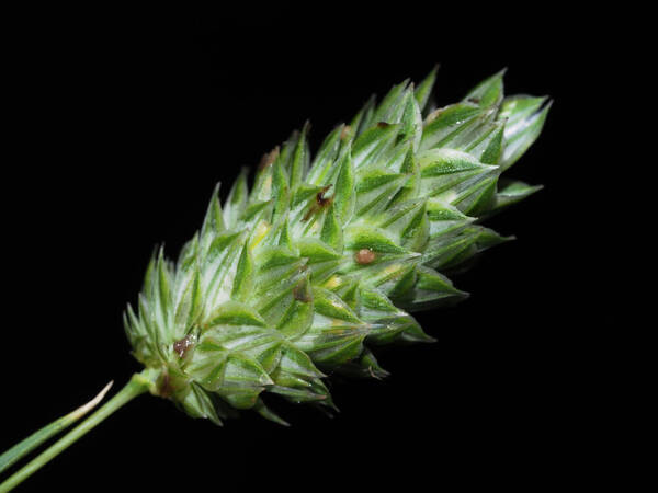 Phalaris canariensis Inflorescence