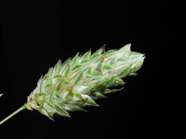 Phalaris canariensis Inflorescence