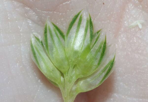 Phalaris minor Spikelets