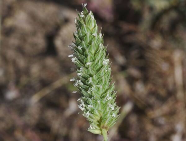 Phalaris minor Inflorescence