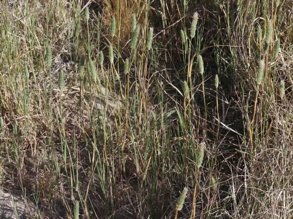 Phalaris minor Plant