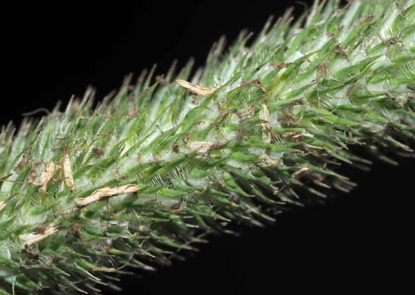 Phleum pratense Spikelets