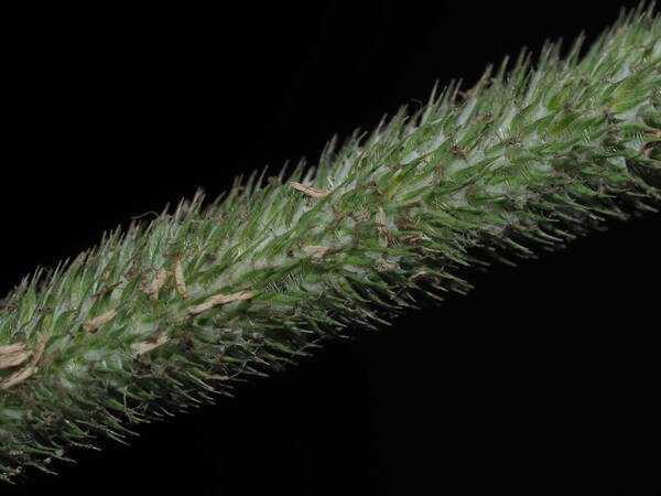 Phleum pratense Spikelets