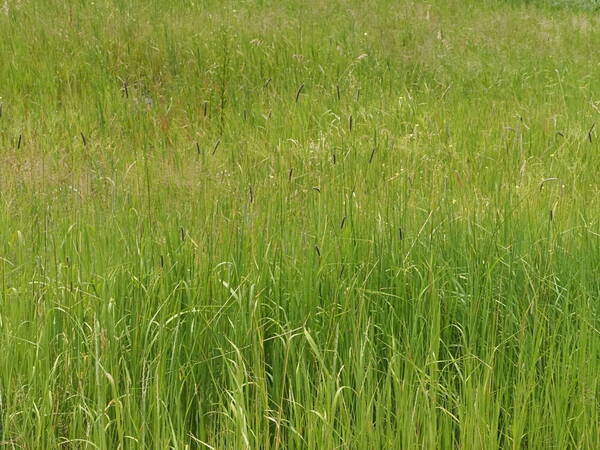 Phleum pratense Habit