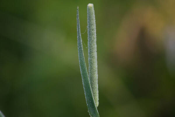 Phleum pratense Inflorescence