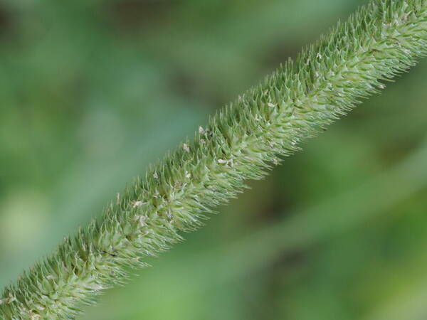 Phleum pratense Inflorescence