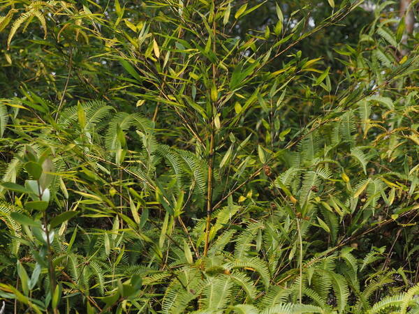 Phyllostachys aurea Plant