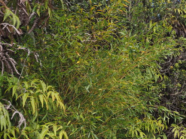 Phyllostachys aurea Plant