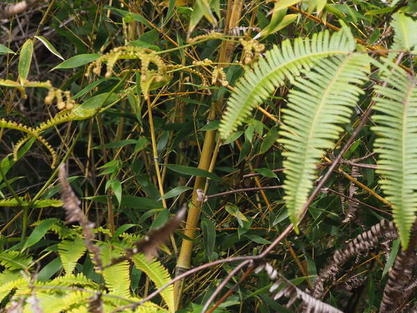 Phyllostachys aurea Plant