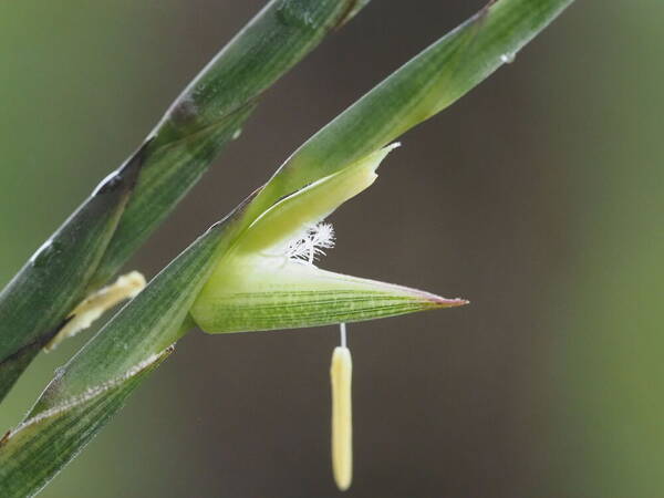 Phyllostachys nigra var. henonis Spikelets