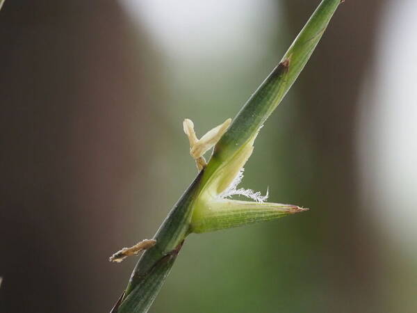 Phyllostachys nigra var. henonis Spikelets