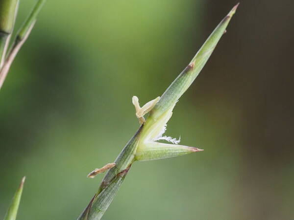 Phyllostachys nigra var. henonis Spikelets