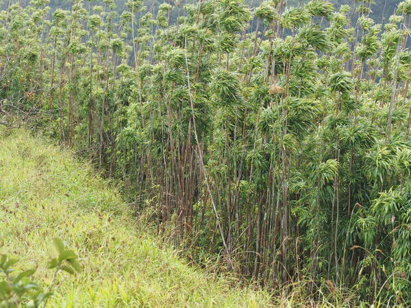 Phyllostachys nigra var. henonis Habit